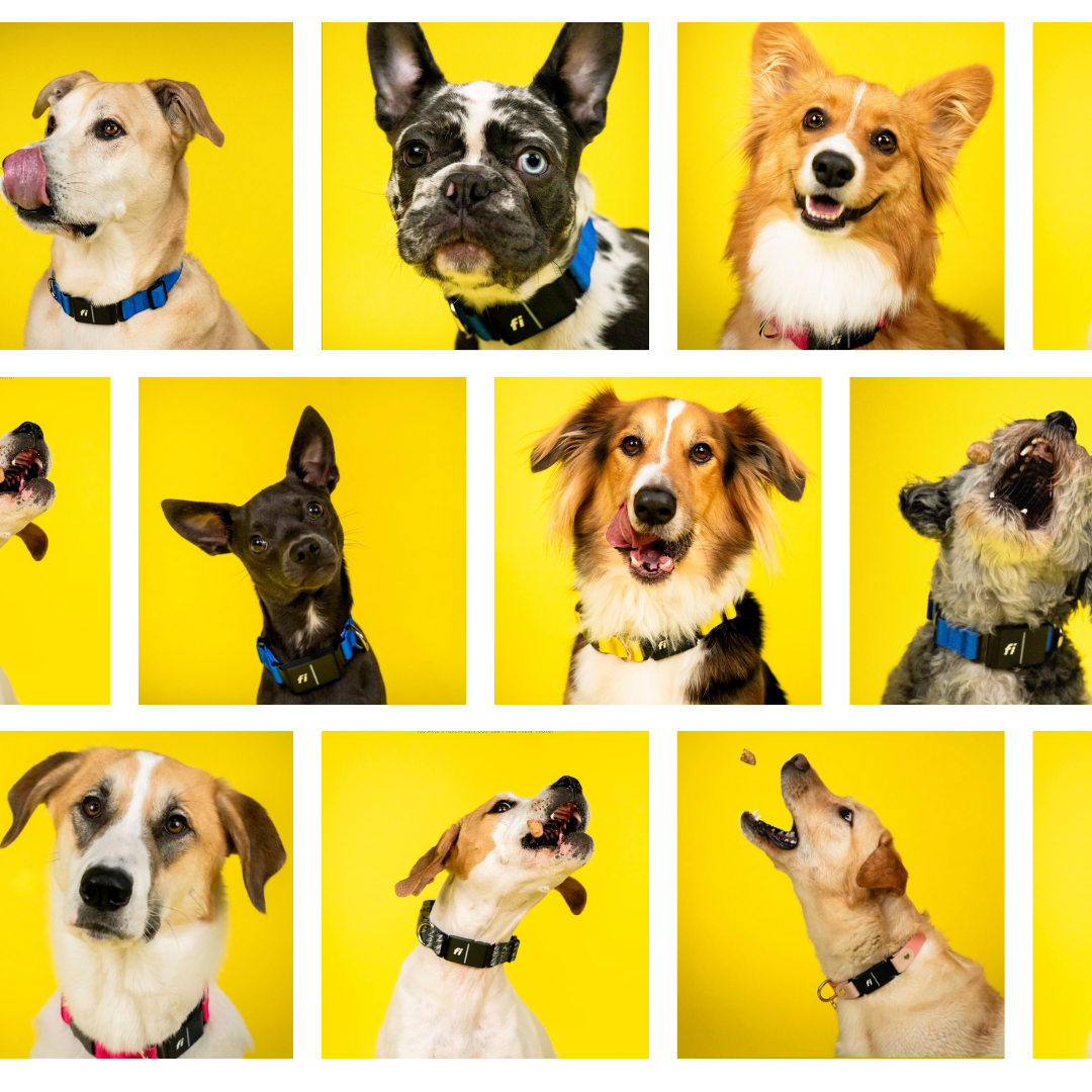 We're Are Looking For Fi's Next Dog Model... 📸