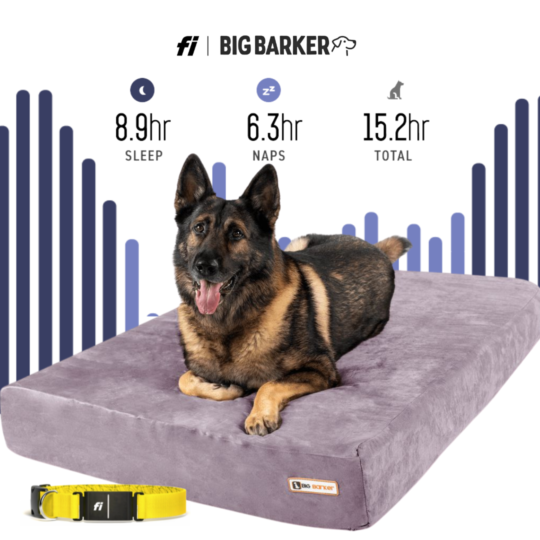 It's World Sleep Day and We Want Your Dog To Sleep Better.