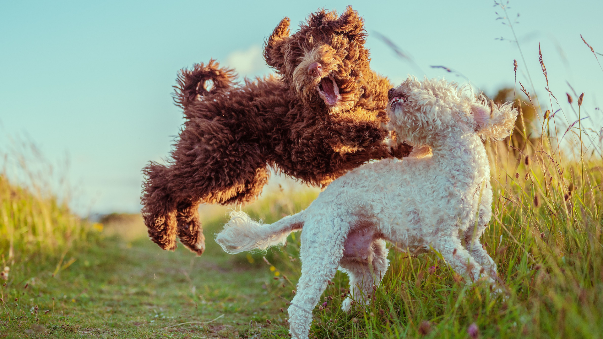 Do Toy Poodles Bark a Lot