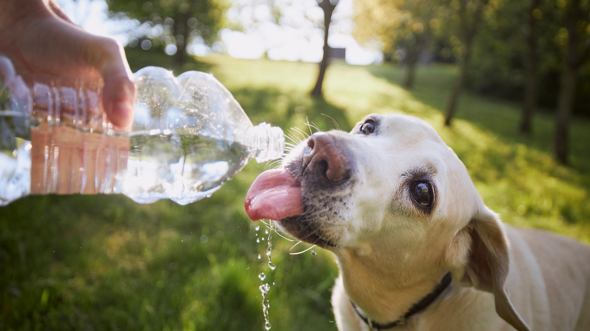 Dog Coughs After Drinking Water