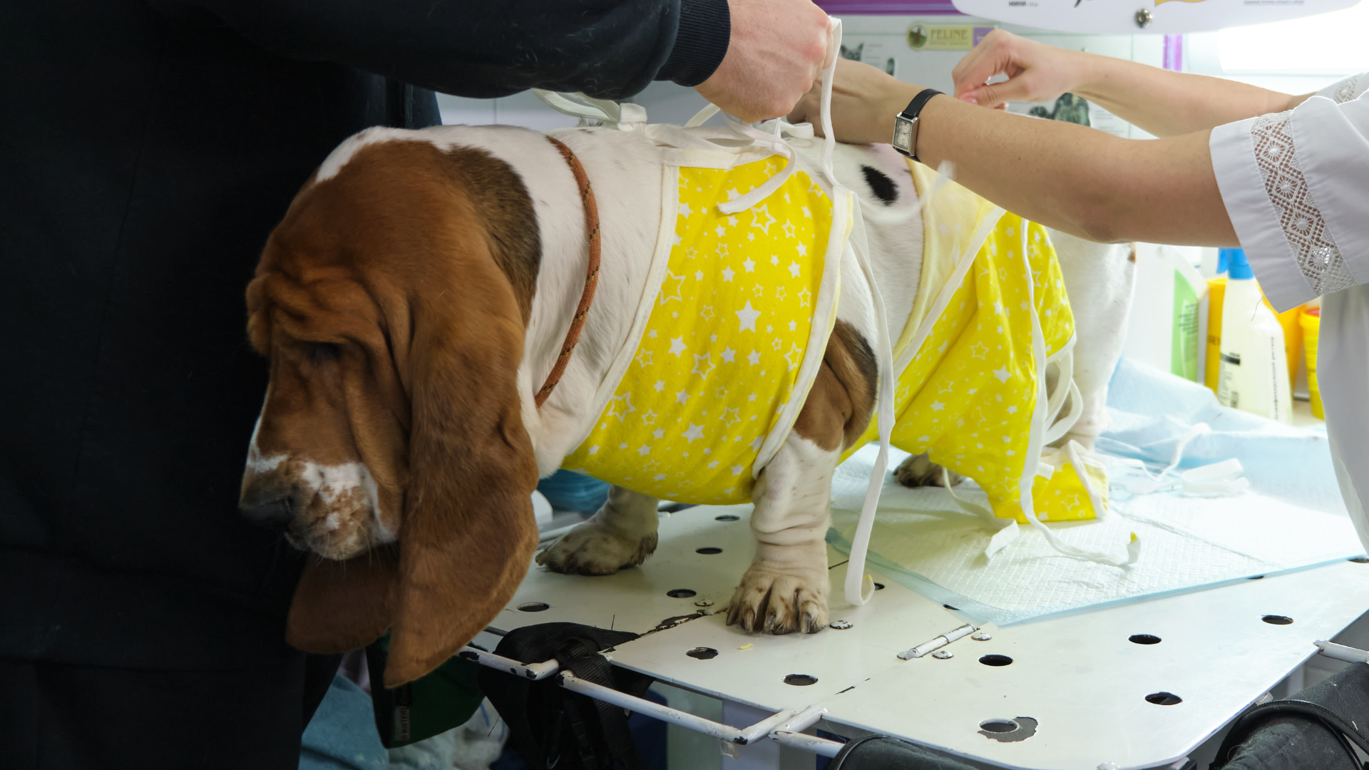 Dog Surgery Recovery Suit