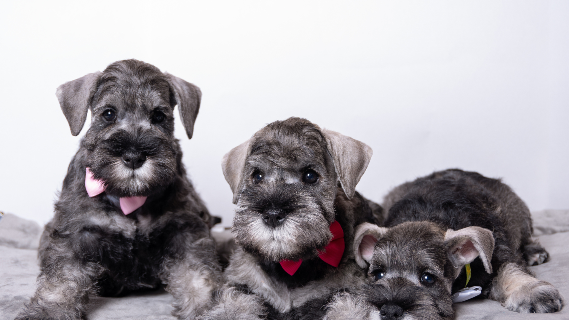 Best Food for Schnauzers