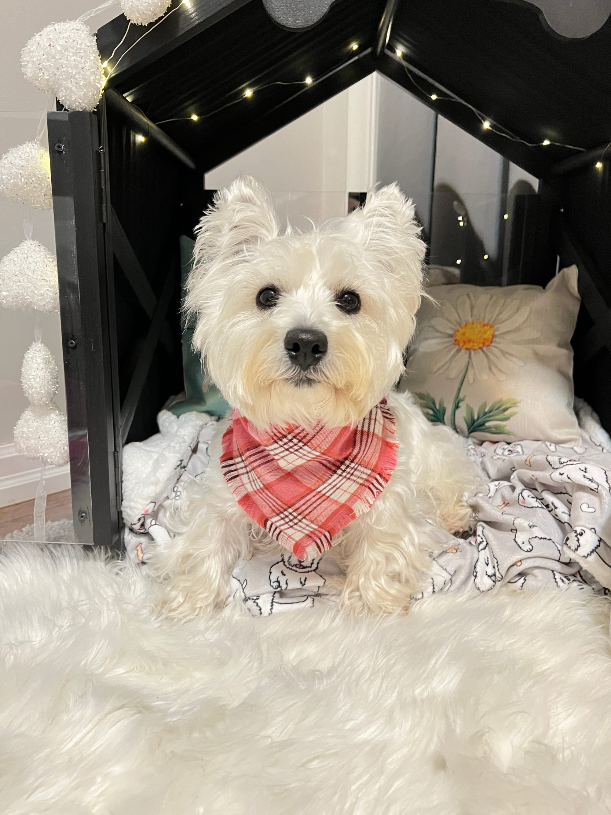 DOGFLUENCERS: Meet Lacey, Embracing Life's Joys with a Playful Pup and a Camera