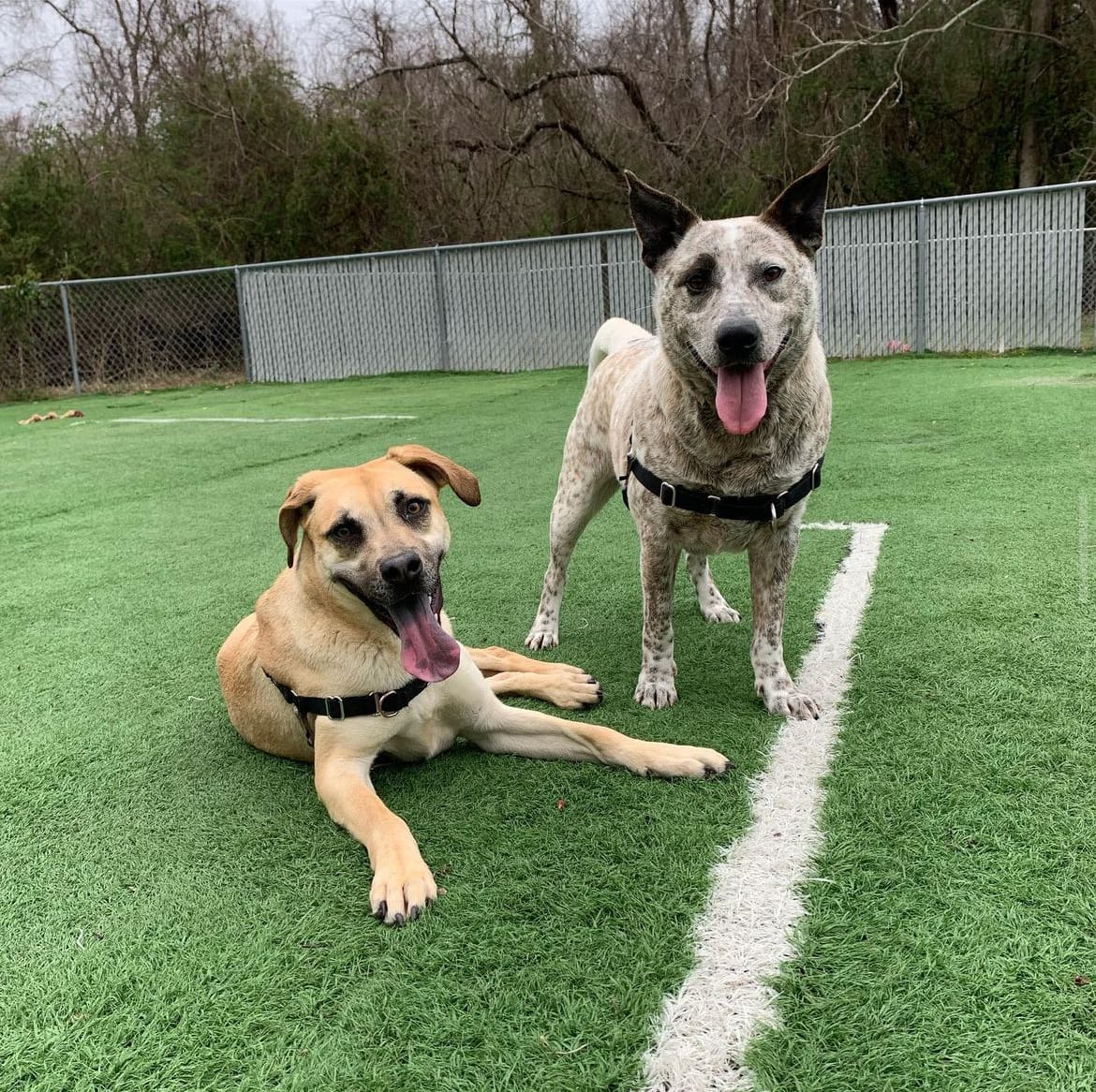 Rescue Spotlight: Beacon Animal Rescue