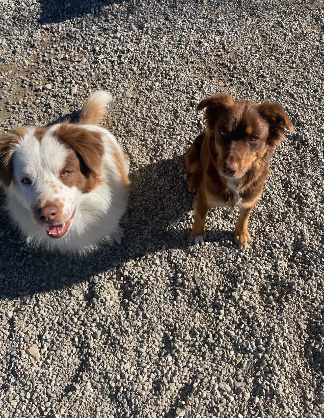 DOGFLUENCERS: Meet Chowy & Fergie, California's Ultimate Dog Dup