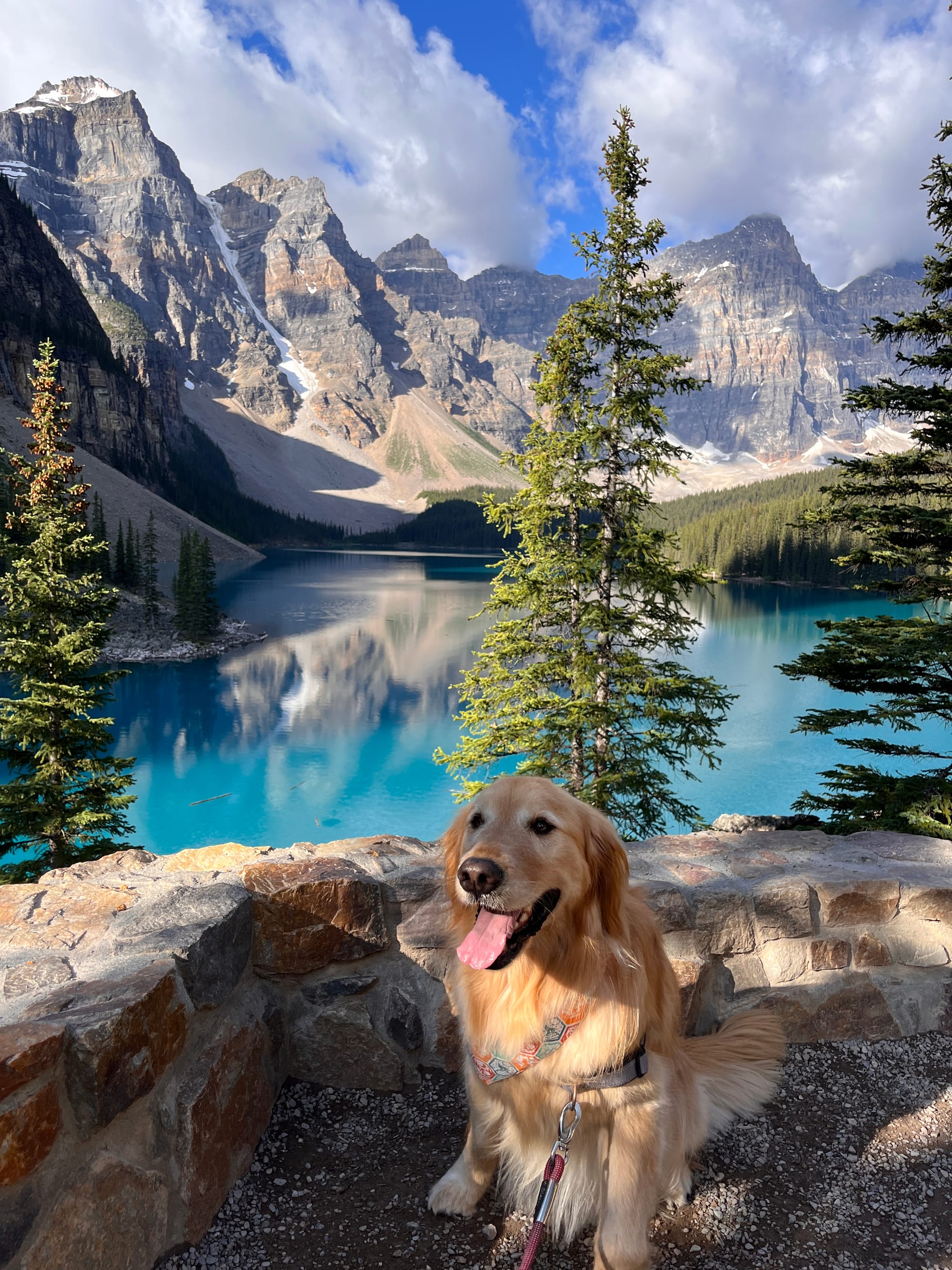 DOGFLUENCERS: Meet Koa, Capturing Life's Moments with a Lovable Traveling Pup