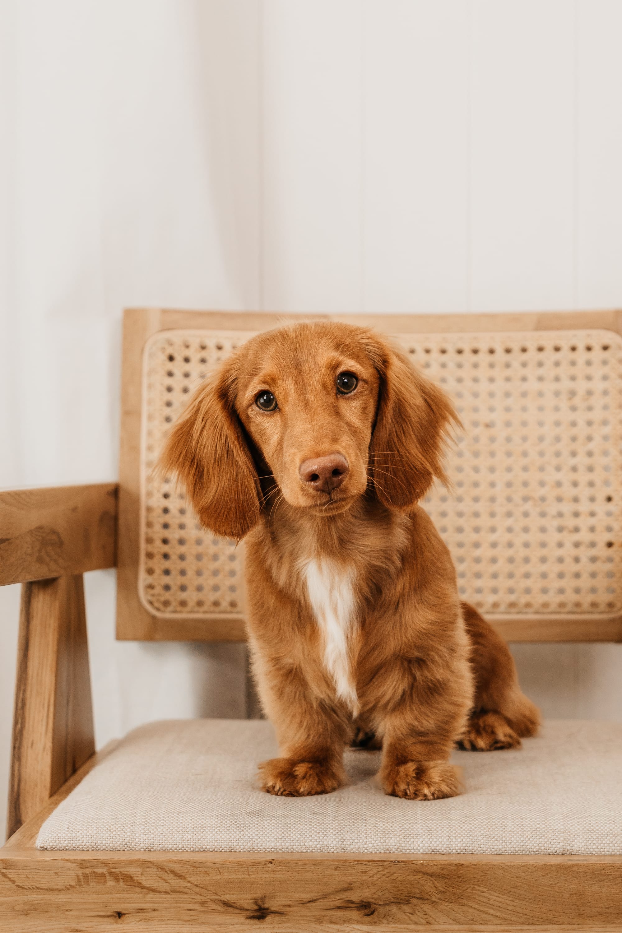 DOGFLUENCERS: Meet Sunny, Spreading Sunshine One Paw at a Time on Instagram