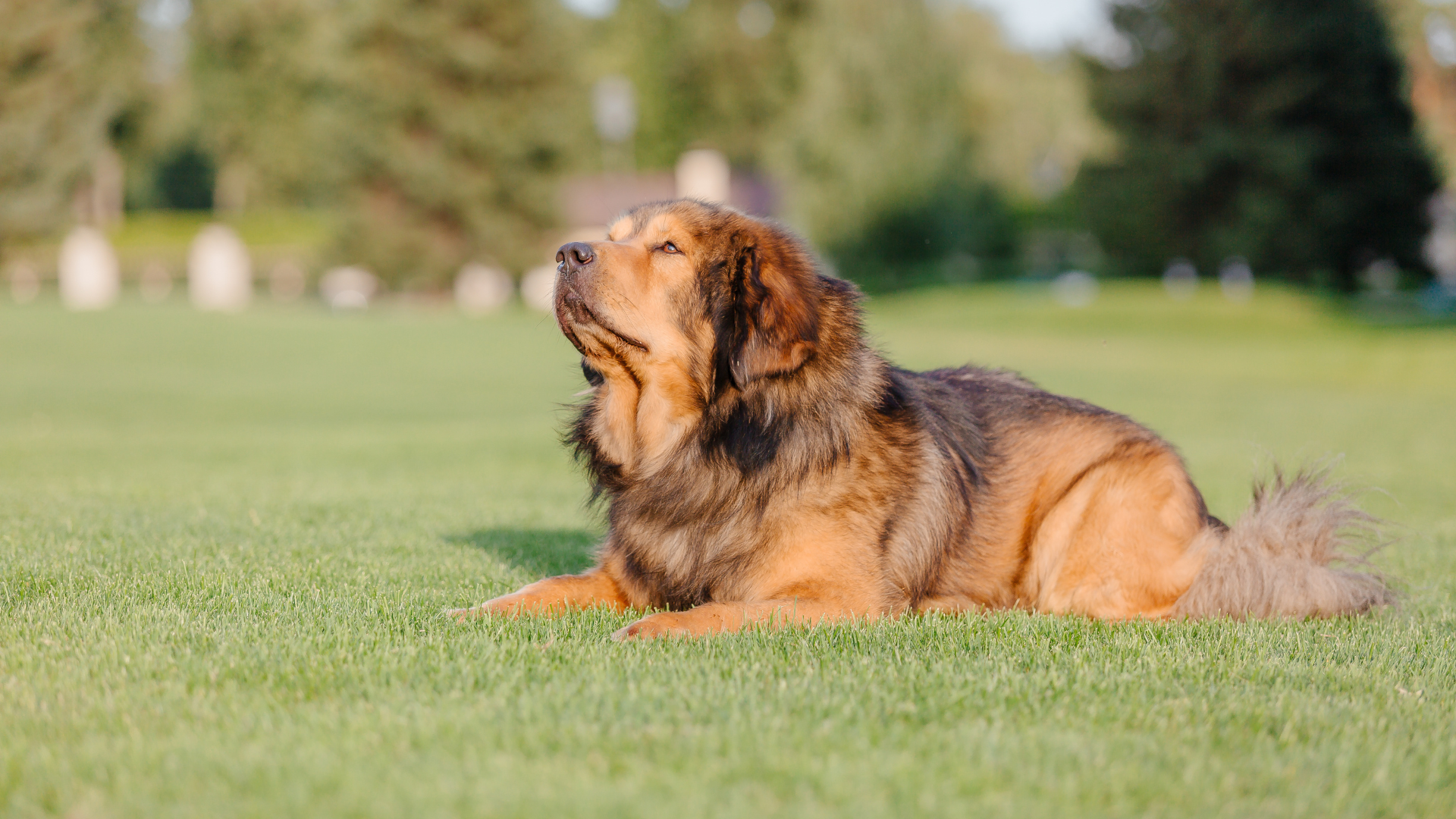 Longest Lived Large Dog Breed