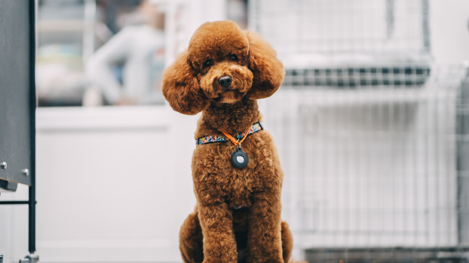 Low Maintenance Poodle Cuts