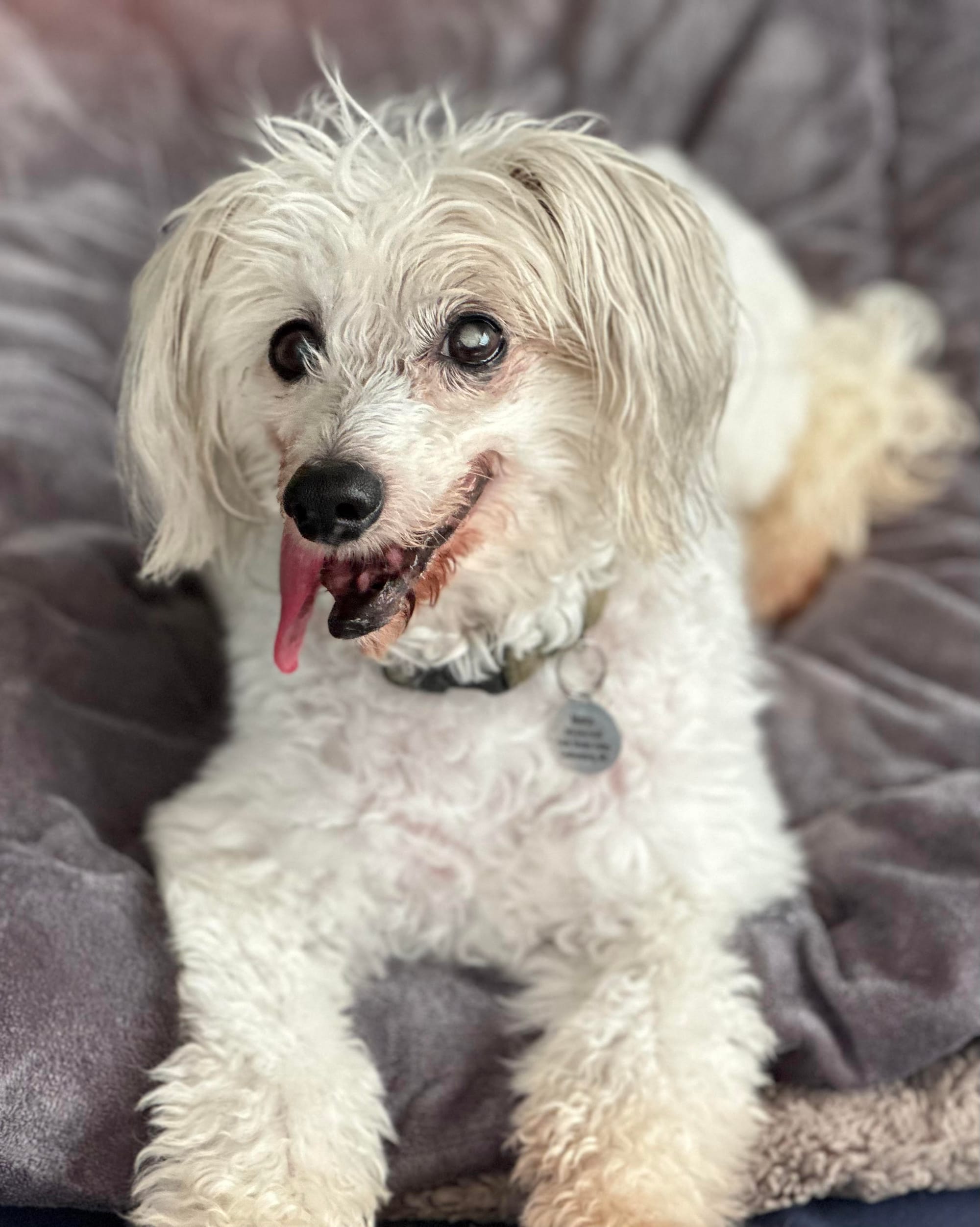Rescue Spotlight: House with a Heart Senior Pet Sanctuary