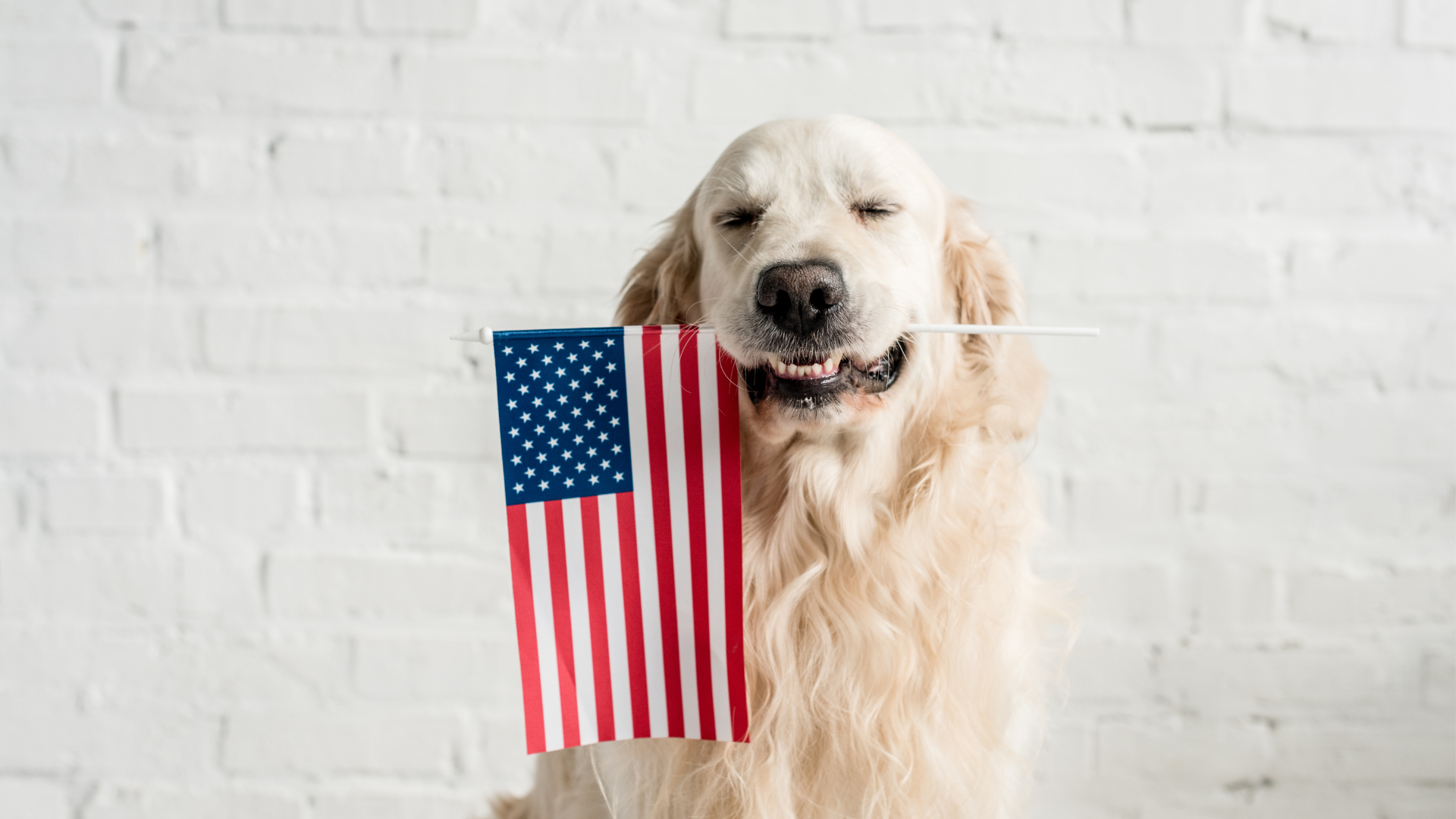 Most Popular Dogs in America