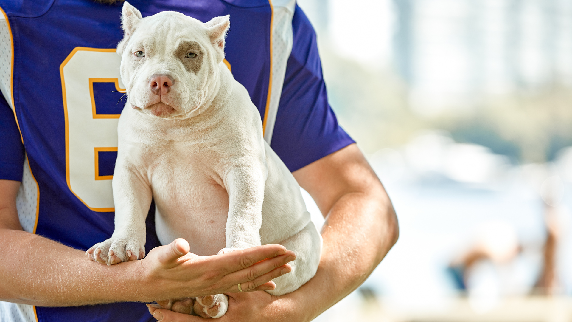 Micro Bully Vs Pocket Bully
