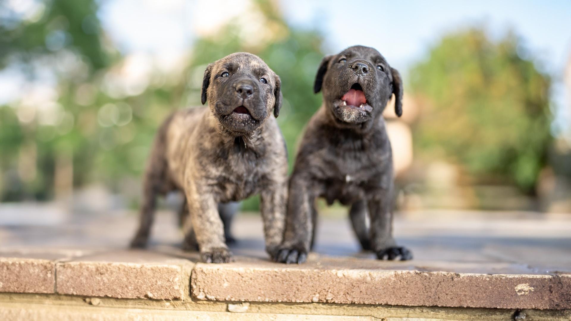 Presa Canario Puppies Costs