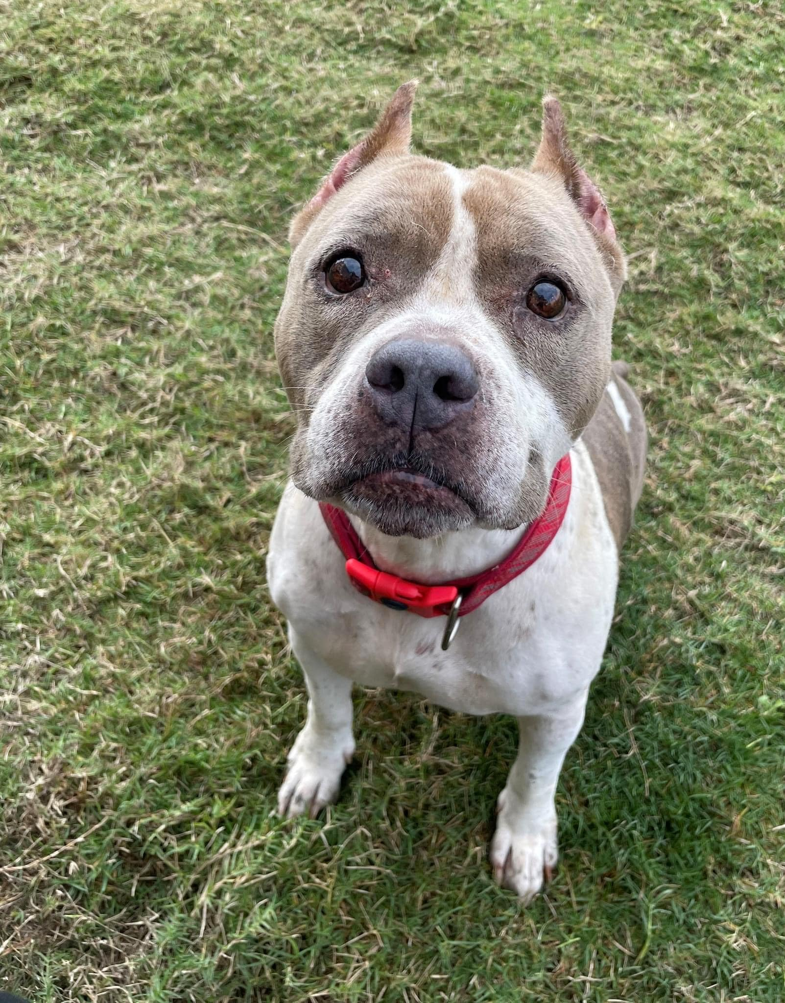 Rescue Spotlight: Meet Katelyn Reckaway, The Founder of Love And Puppy Paws Dog Rescue