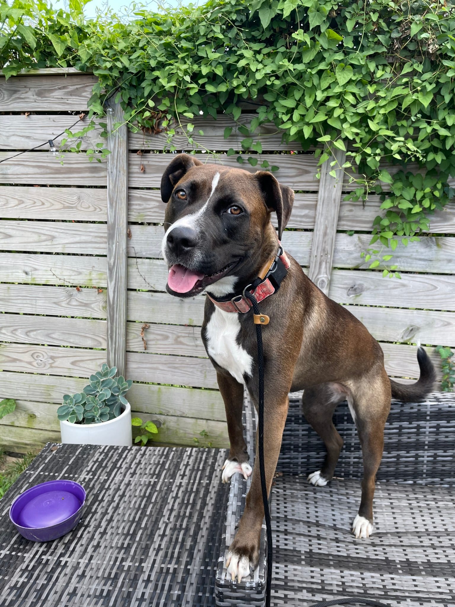 Rescue Spotlight: Rural Dog Rescue