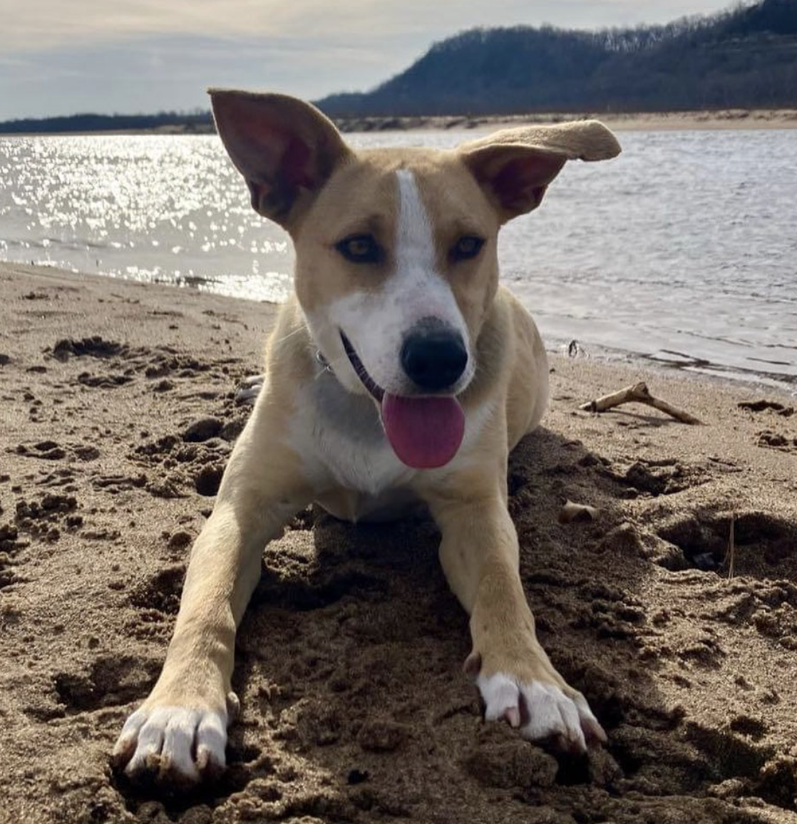 Wiscoinsin Bound Dog rescue