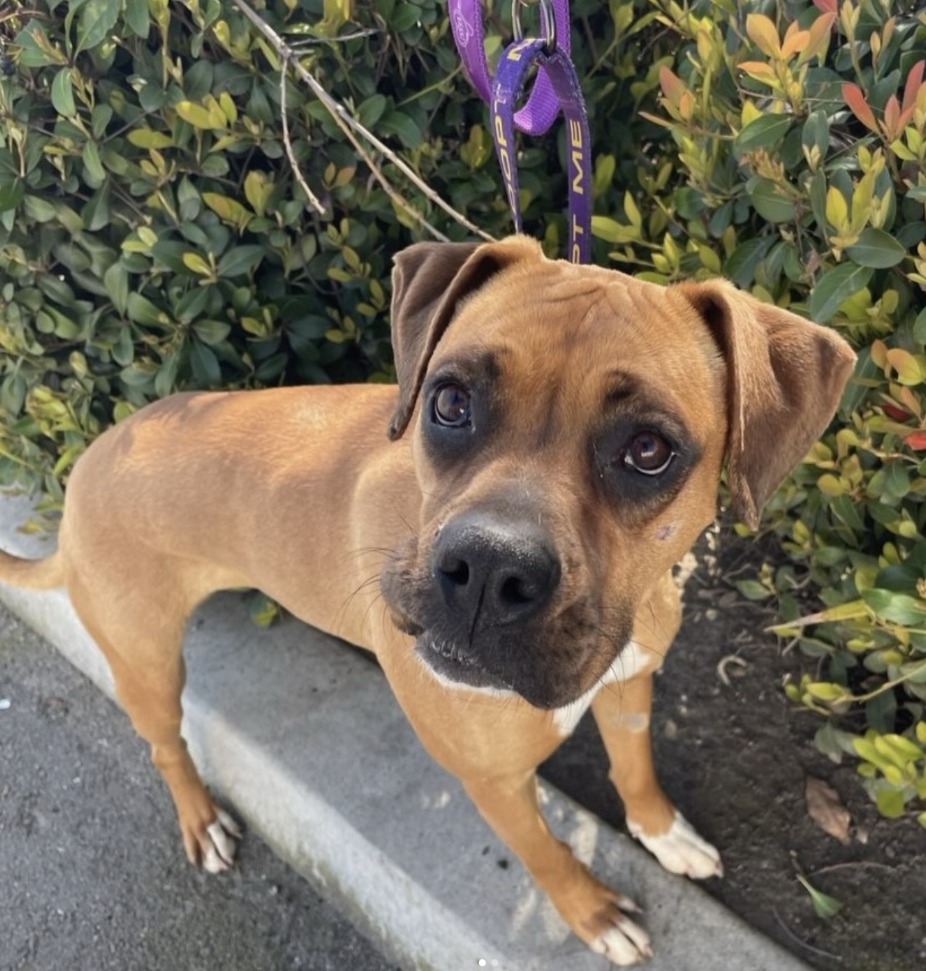 Rescue Spotlight: Meet NorCal Boxer Rescue