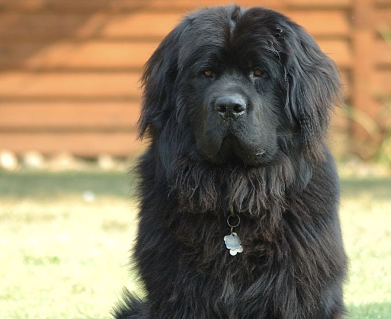 Rescue Spotlight: Southern California Newfoundland Rescue