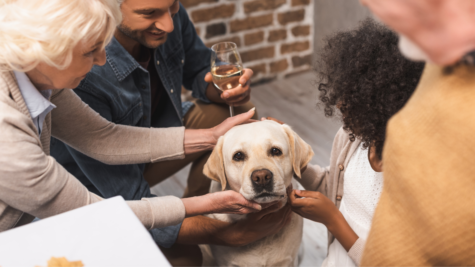 Signs That Your Dog Is Getting Old