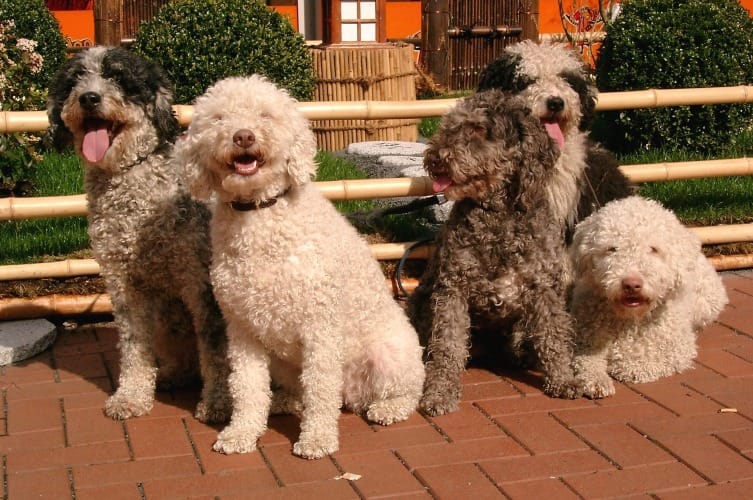 Spanish Dog Names