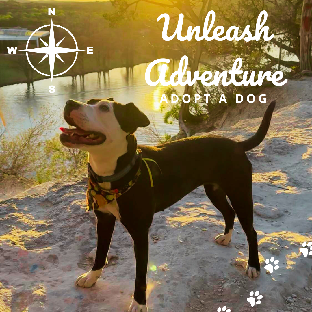 Rescue Spotlight: Central Texas Ruffugees