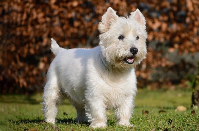 westie lifespan