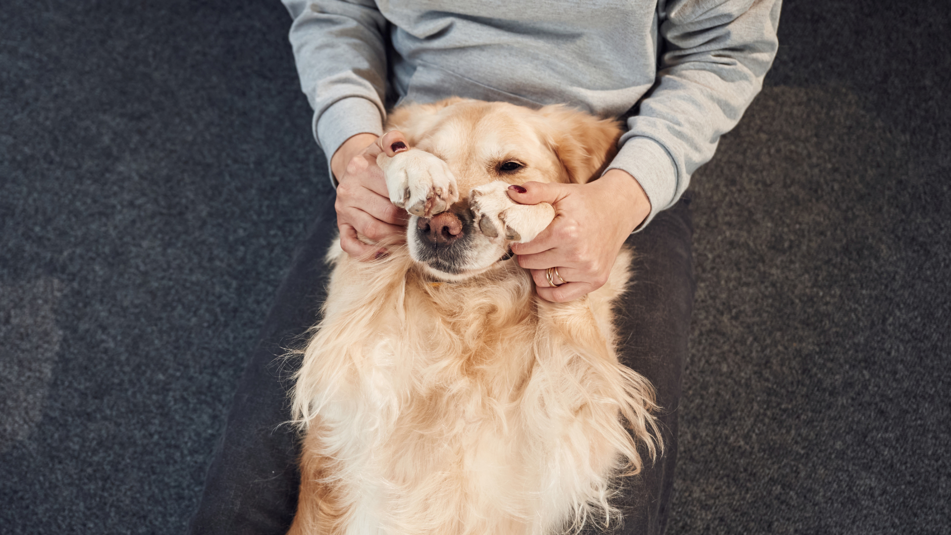 What Does It Mean When a Dog Covers Their Eyes with Paws?