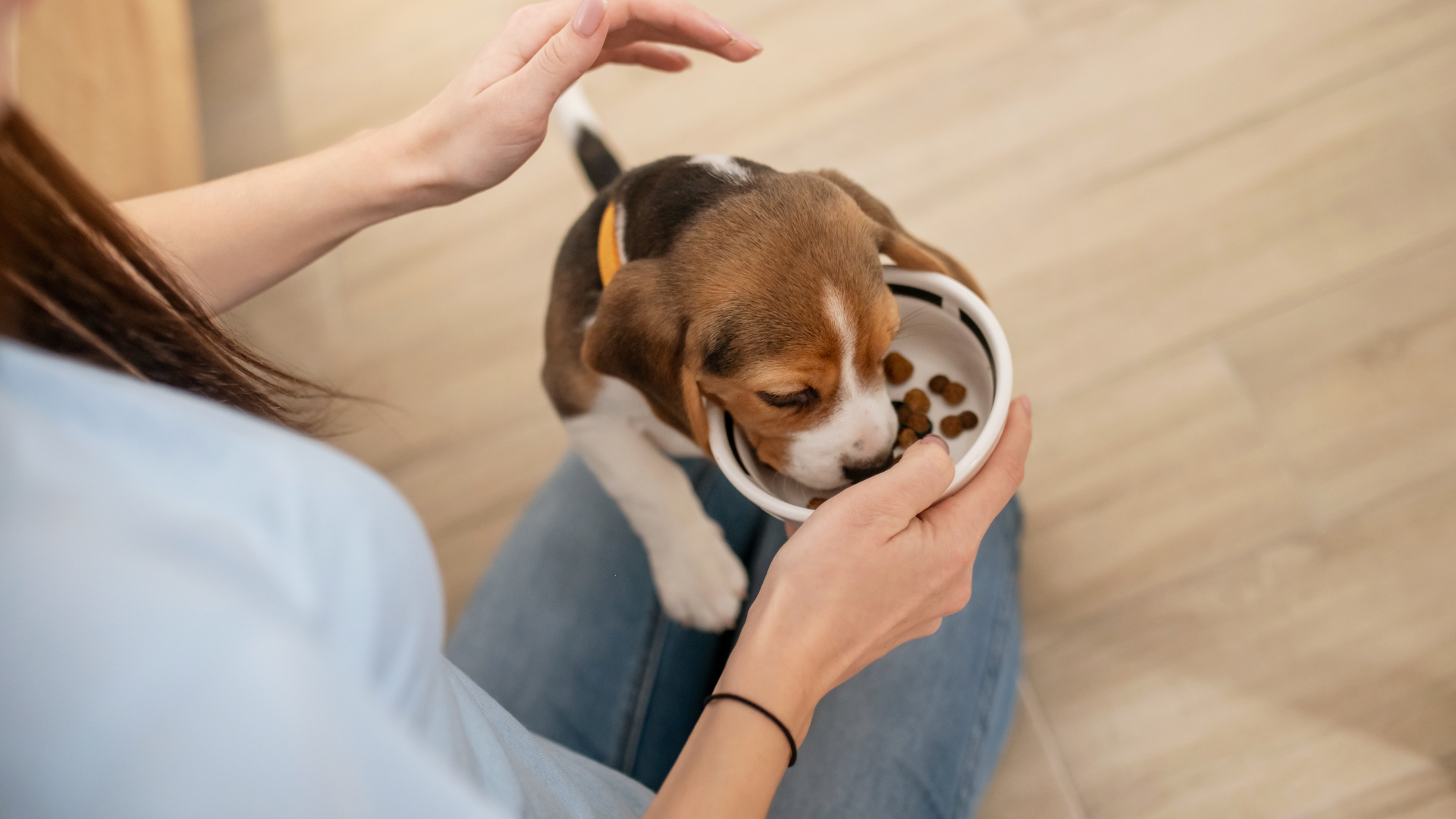 What Times Should I Feed My Puppy