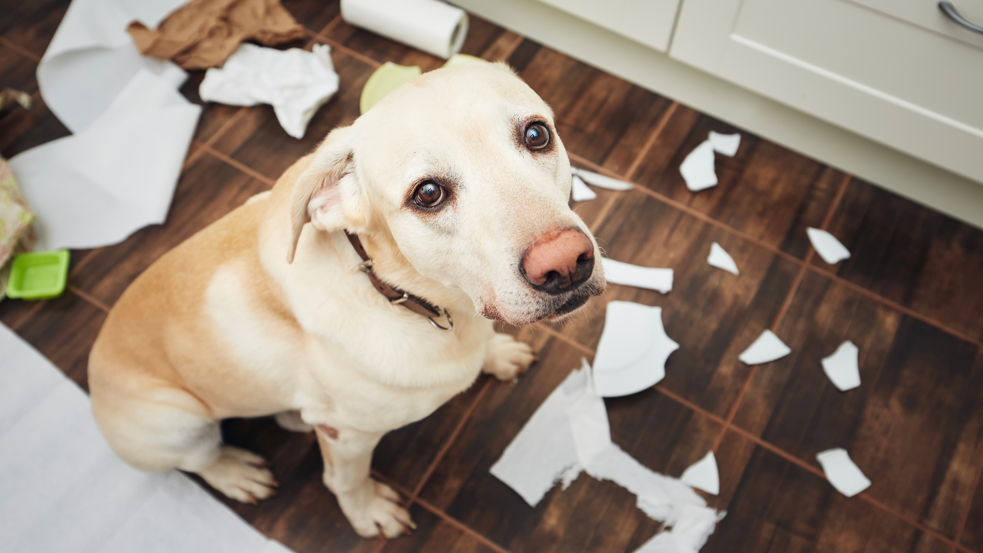 Why Does My Dog Get Into the Trash When I Leave?