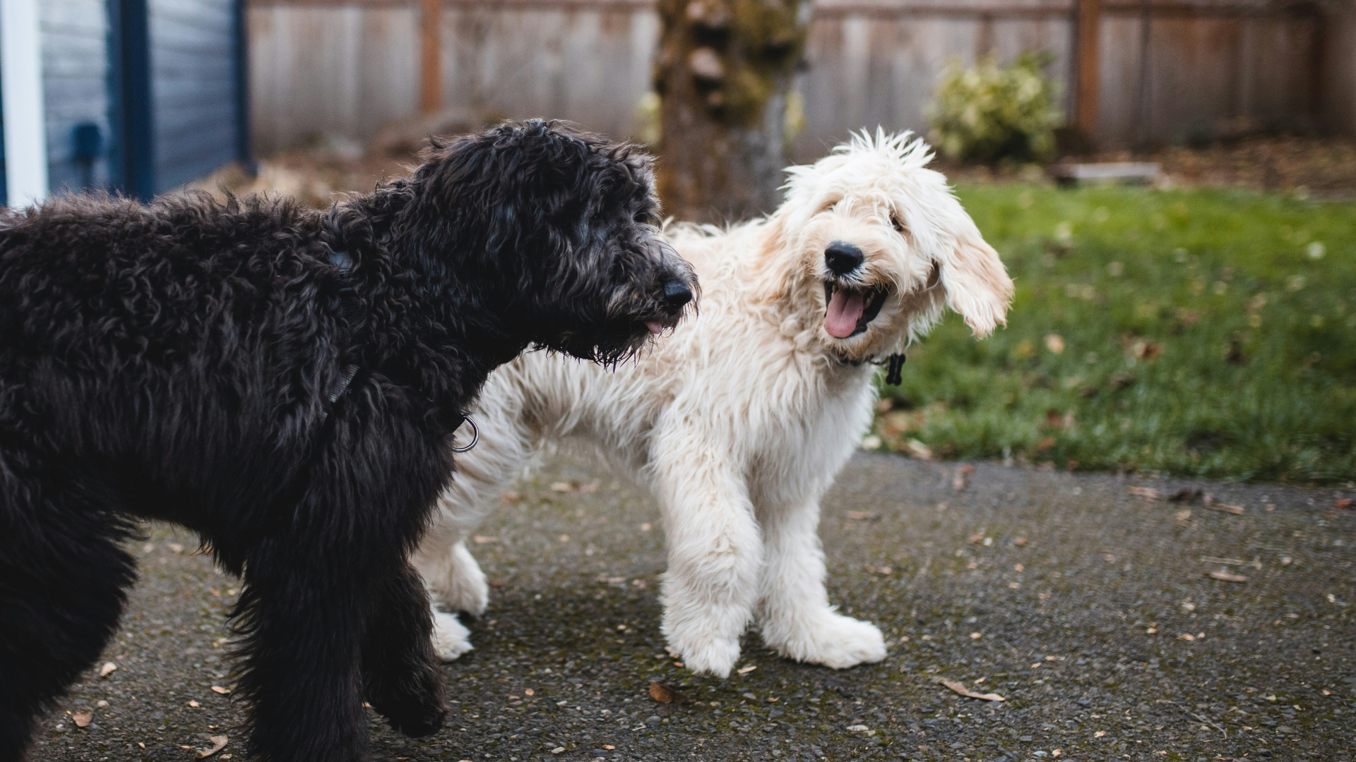 Why Doesn't My Dog Bark