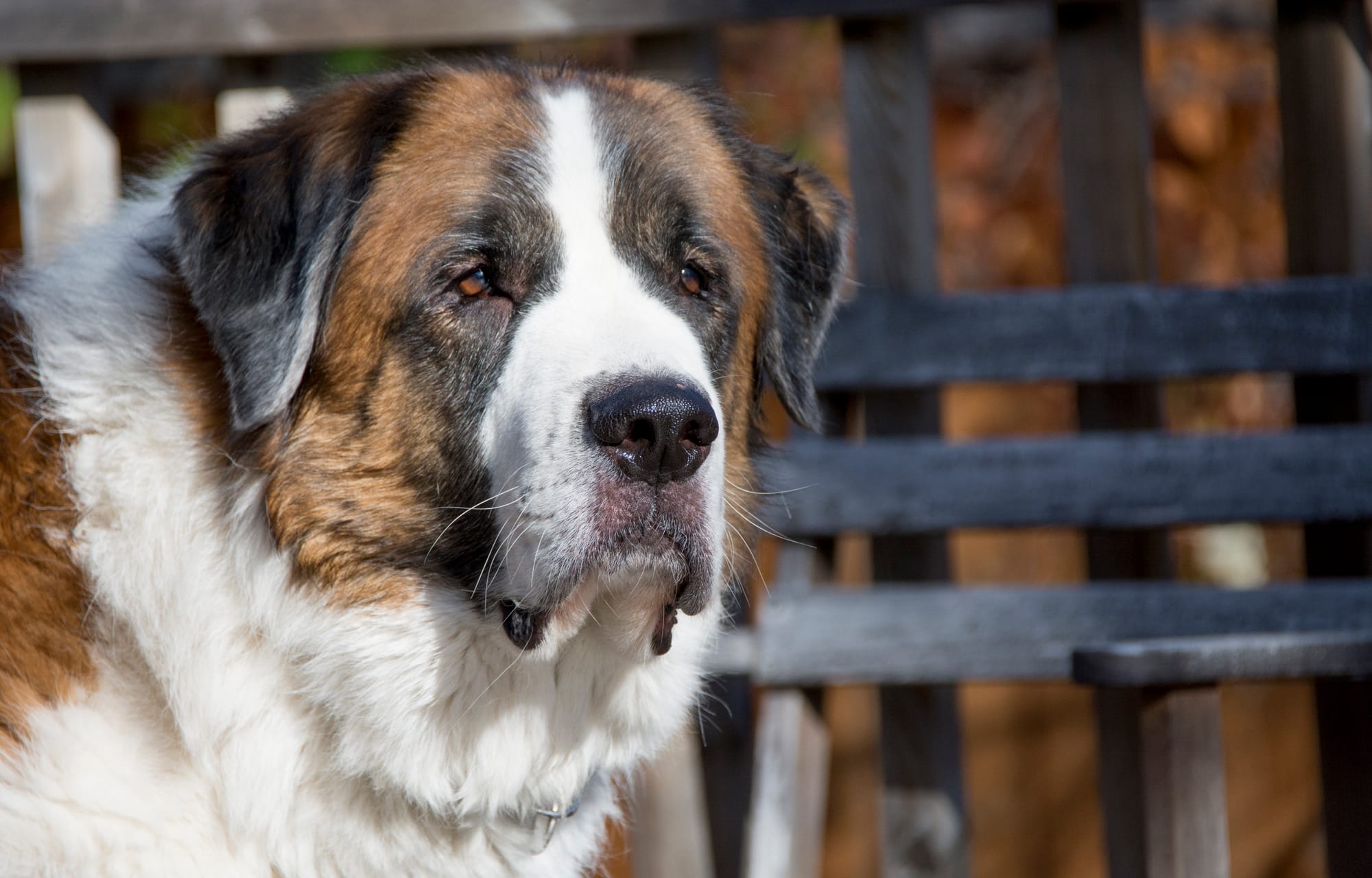 Is a St. Bernard a Mastiff?