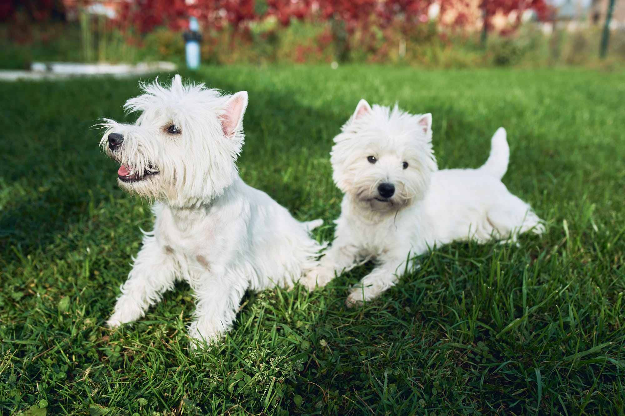 Do Westies Shed? Unraveling the Truth for New Owners!
