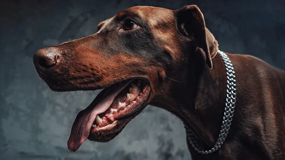 Unleashing the Doberman's Bite