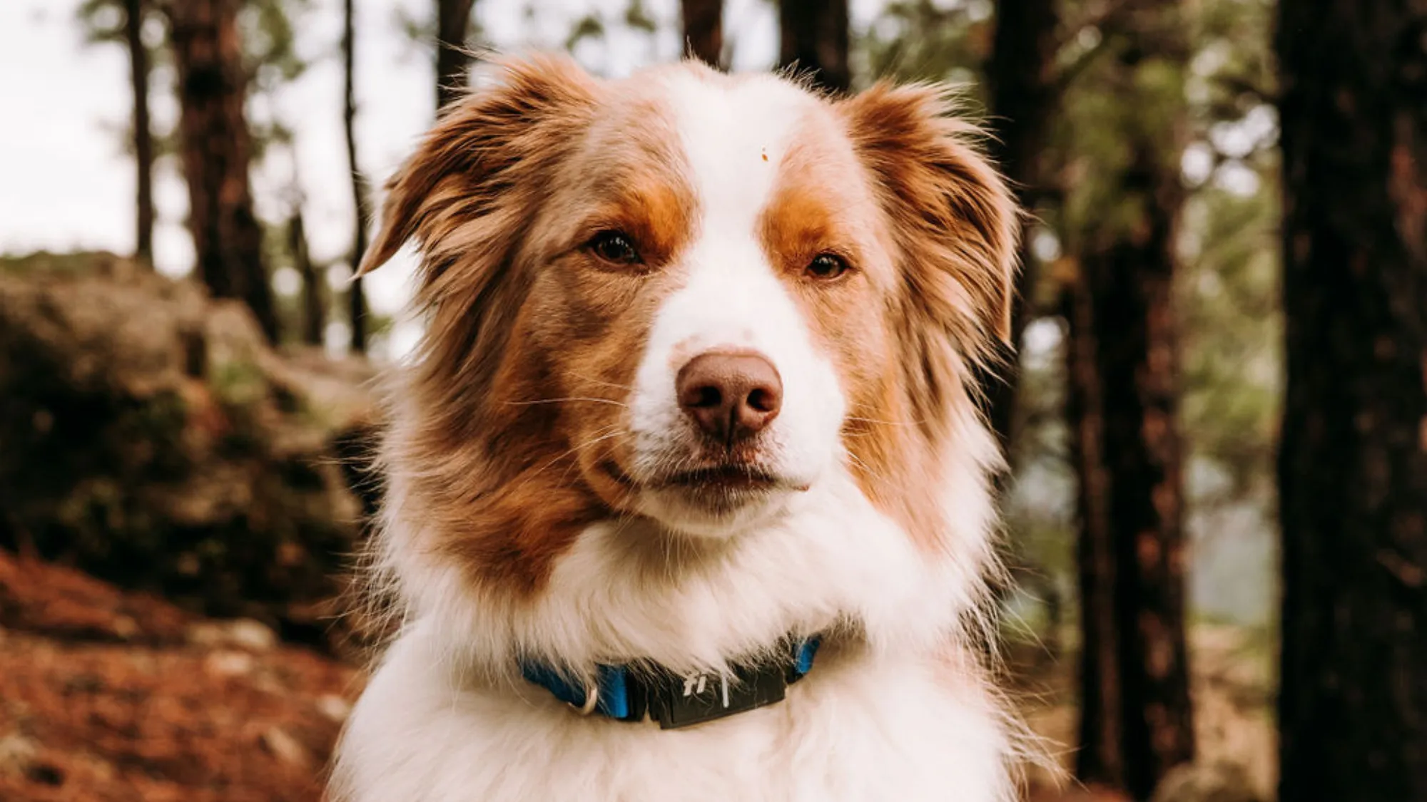 Smart Geofence Collar