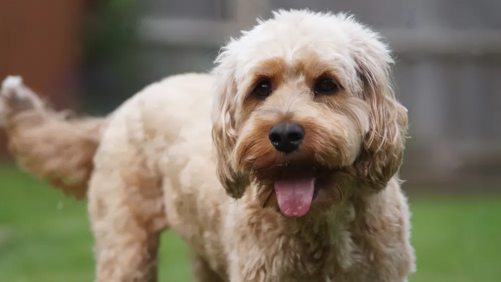 Are Cockapoo Tails Docked?