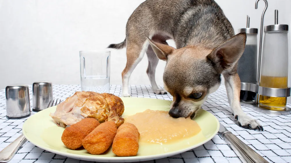 Exploring Canine Behavior