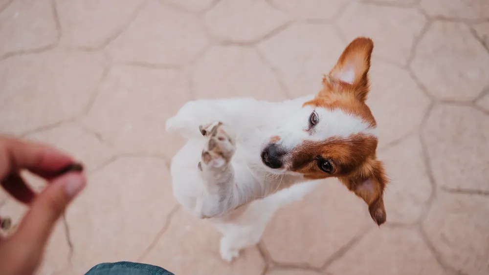 Do Dogs Grasp Oops Moments?