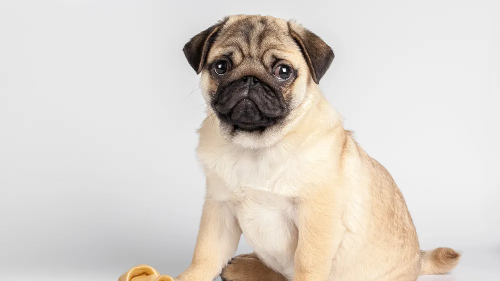 Top Pug Puppy Foods