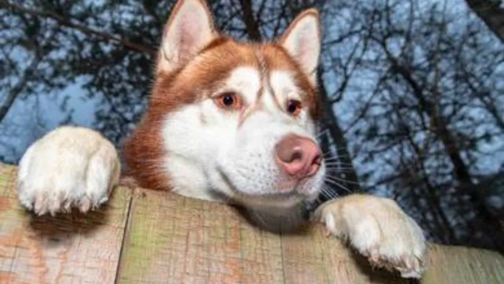 Husky Climbing Fence