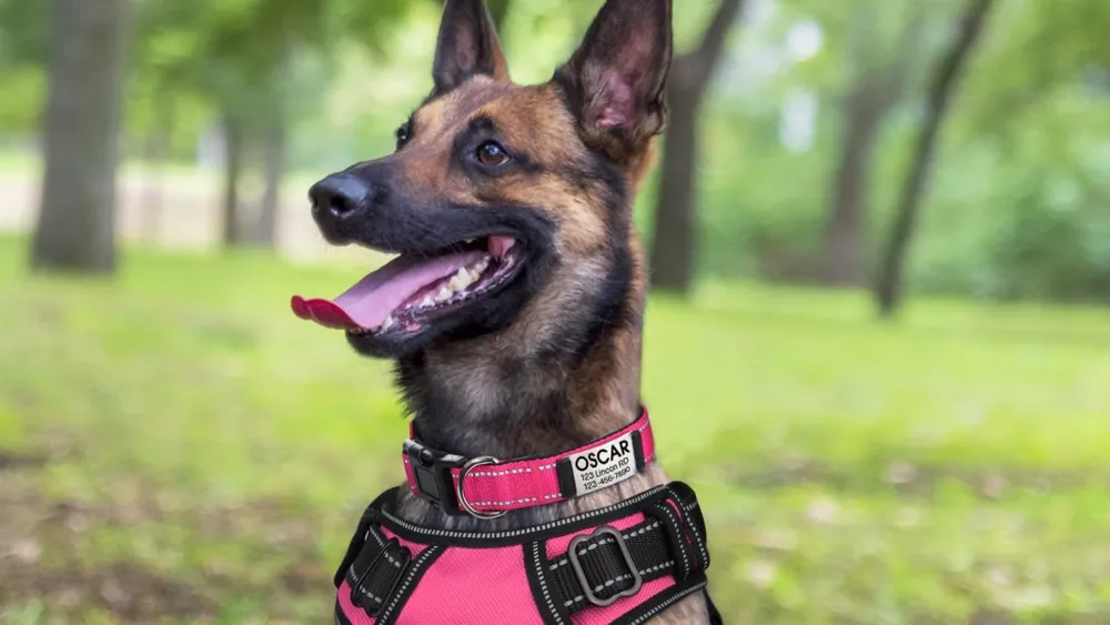 Dog Collar with Name