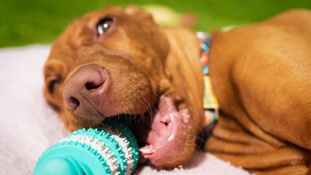 The Best Dog Breath Freshener Options & Oral Tips