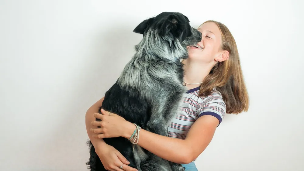 Meet the Lancashire Heeler