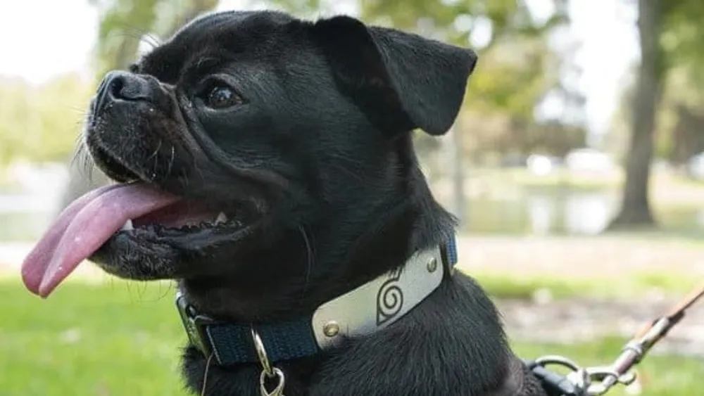Naruto Dog Collar