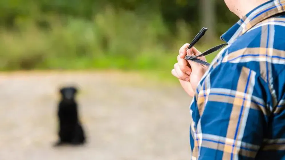 Exploring Pet Training