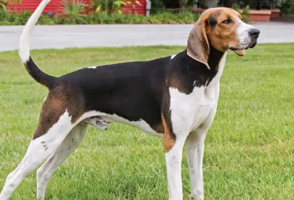 Exploring the Treeing Walker Coonhound