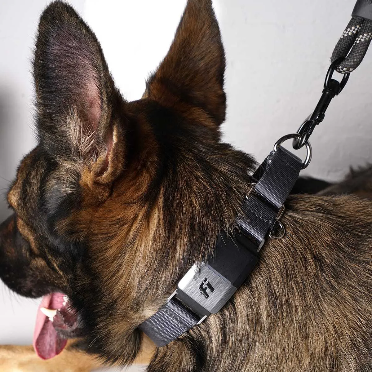 Fi Is Launching A Martingale Collar