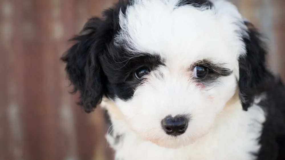 Meet the Sheepadoodle