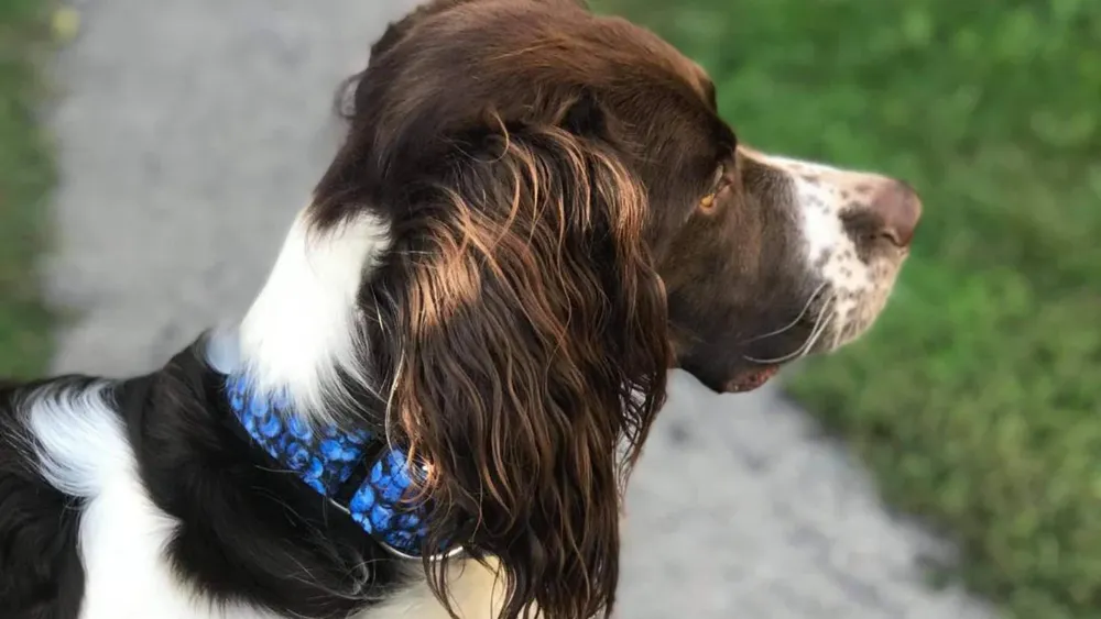 Blueberry Dog Collar