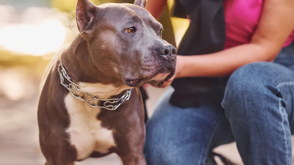 Soothing Pitbull Skin Allergies