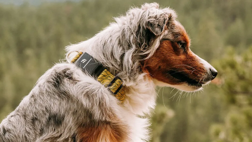Wifi Dog Collar